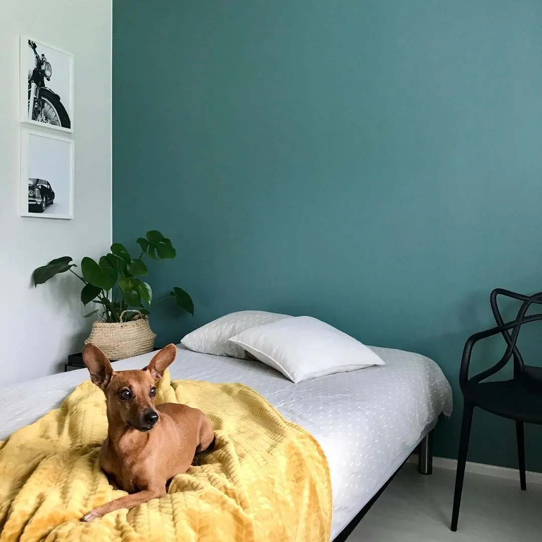 Green blue accent wall Tikkurila S440 Silk Road