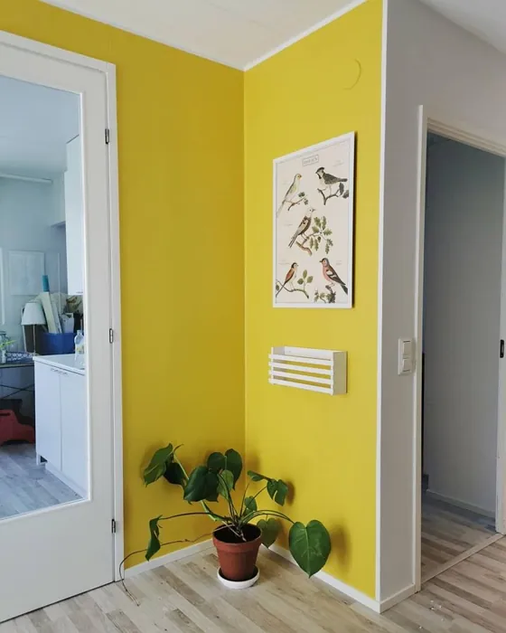 Tikkurila Greippi S302 ruokasali