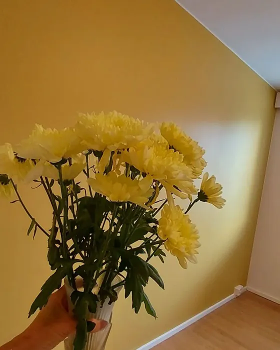 Tikkurila Kirnuvoi H392 korostusseinä