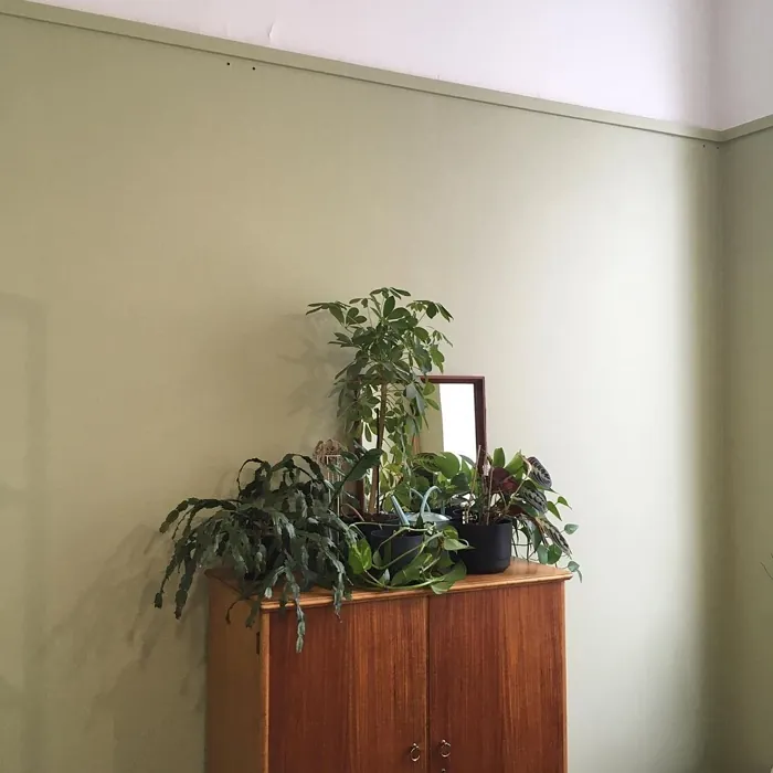 Tikkurila Oliivilehto seinämaalaus sävy