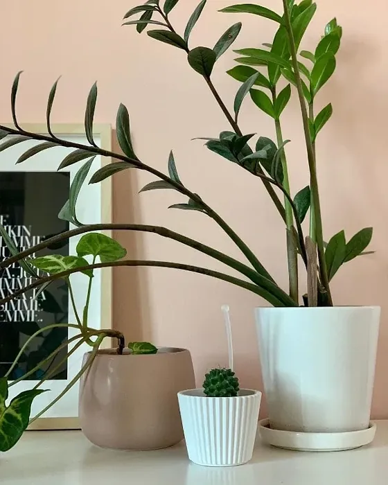 Sisämaalit Tikkurila Pirtelö Y411