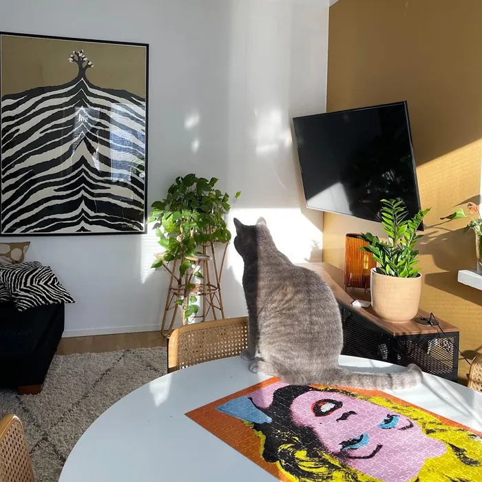 Tikkurila Safari olohuone väri